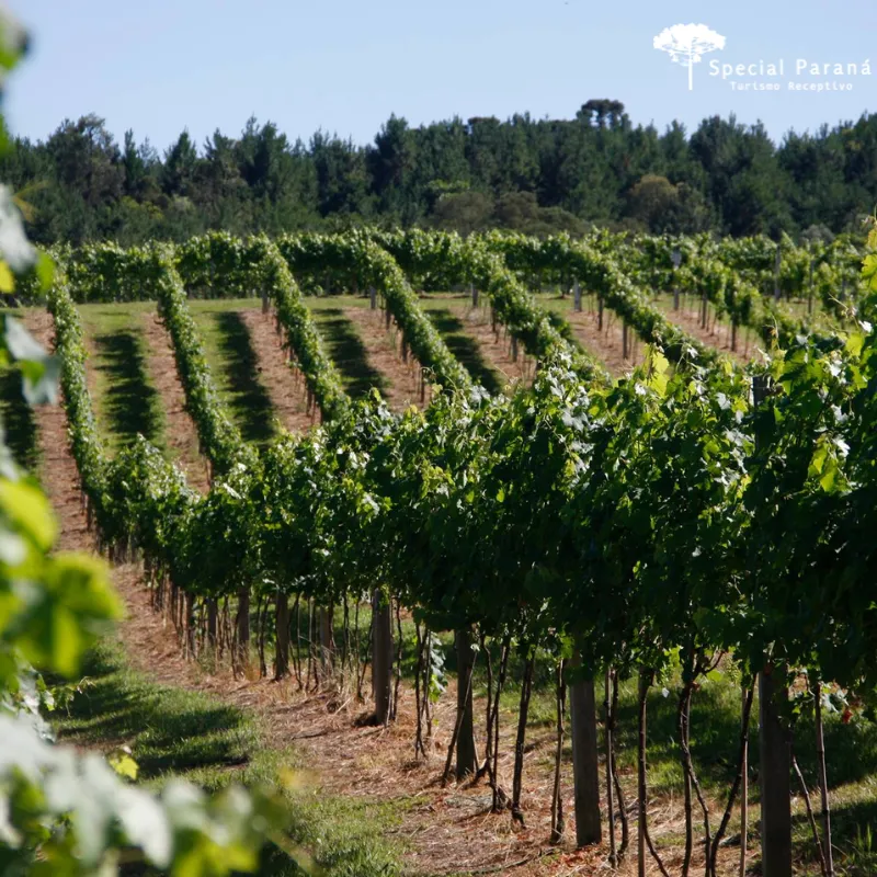 Vinícola Araucária - privativo - Imagem 8