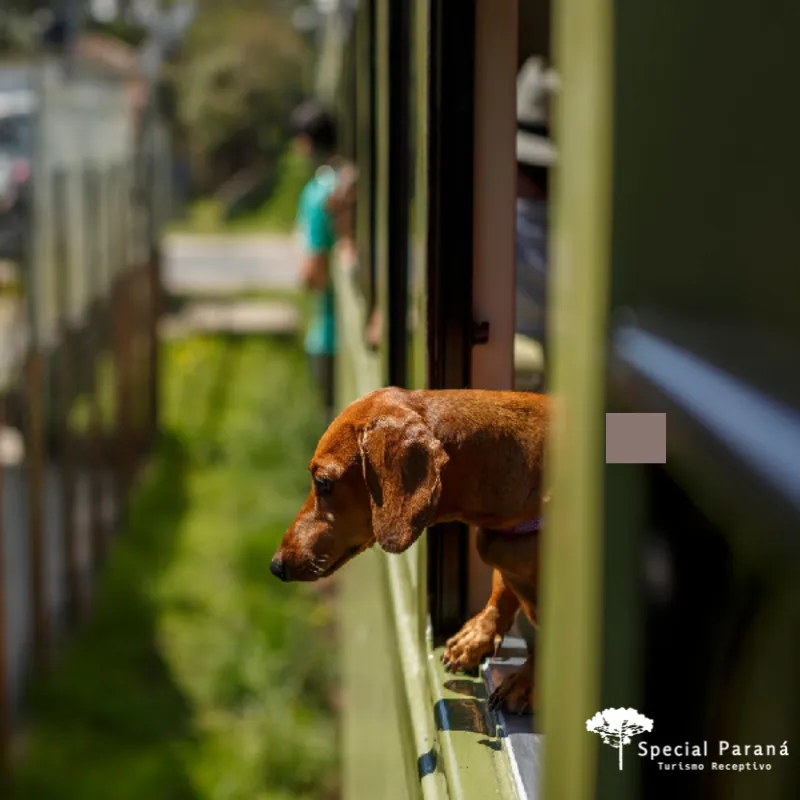 Curitiba com Seu Pet - Imagem 7