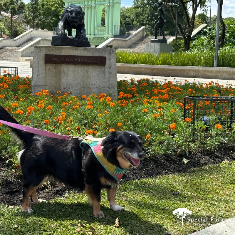 Curitiba com Seu Pet - Imagem 10