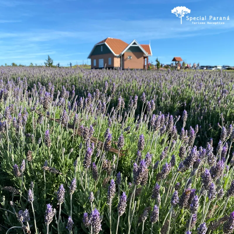 Circuito Curitiba Cultural - Imagem 16